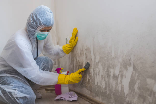 Best Crawl Space Mold Removal  in Sauk Vlage, IL