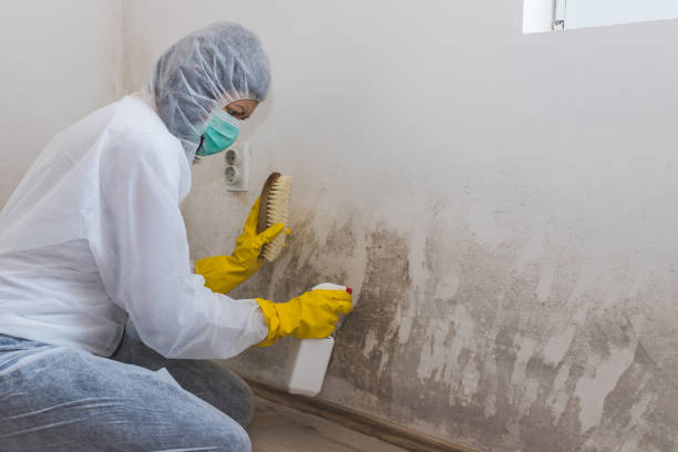 Best Black Mold Removal  in Sauk Vlage, IL