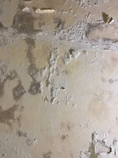 Best Residential Mold Removal  in Sauk Vlage, IL