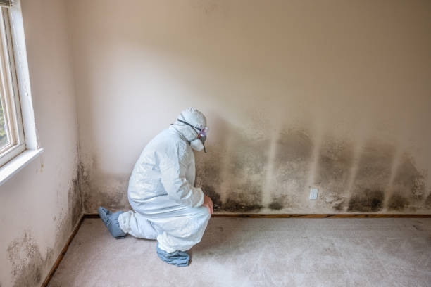 Crawl Space Mold Removal in Sauk Village, IL